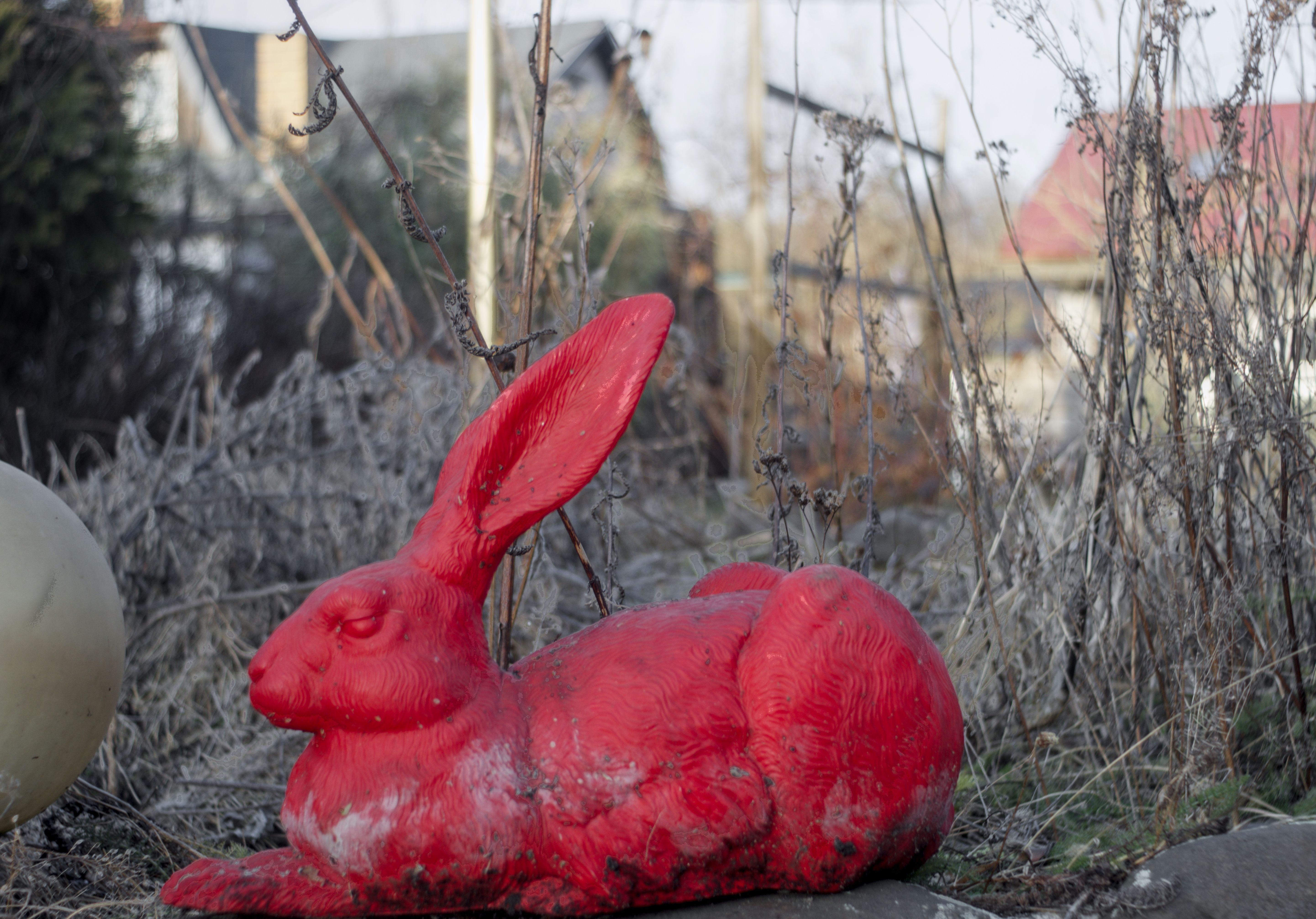 red duerer rabbit in winter -kleingarten- landscape
