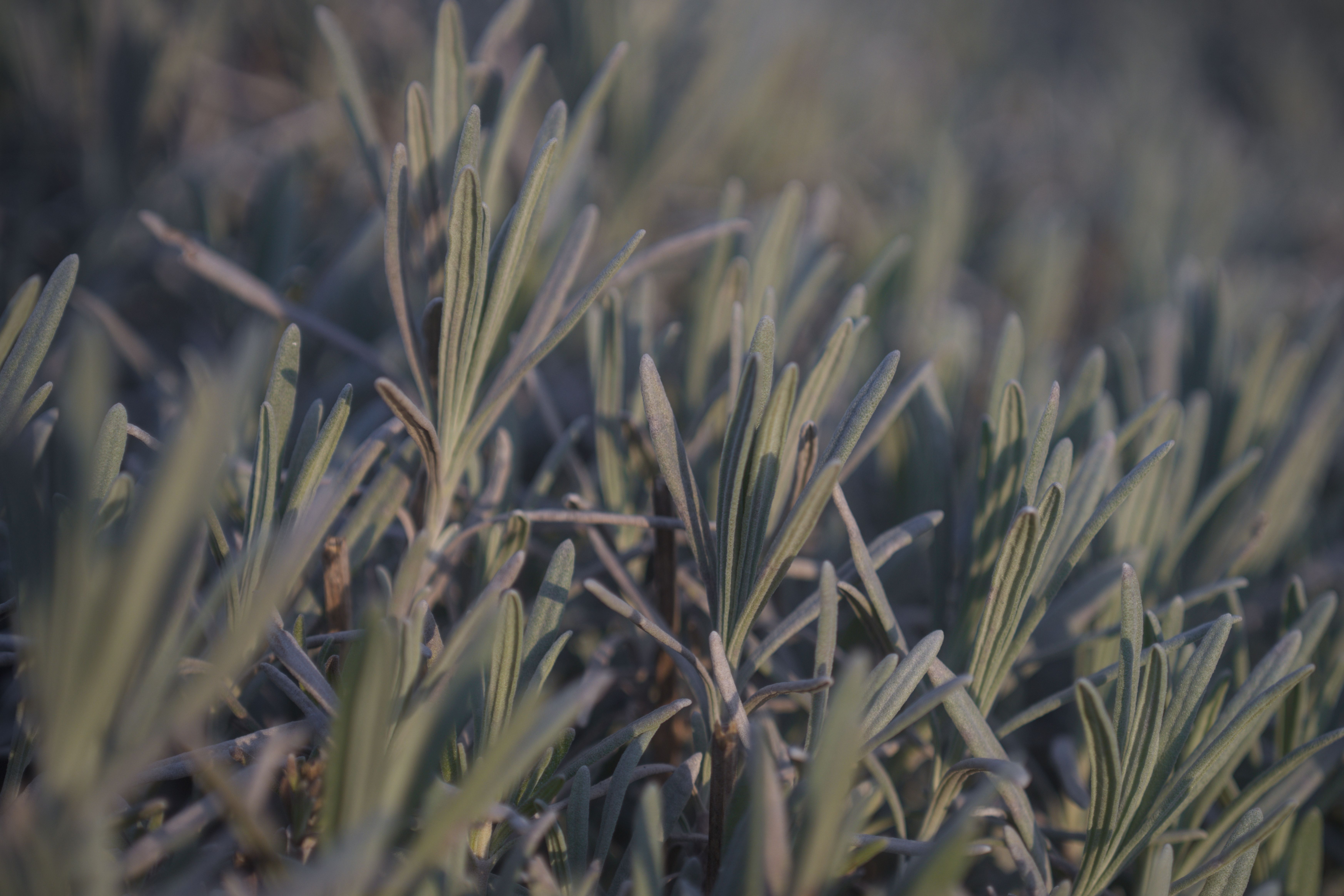herbs (tyme?) in winter