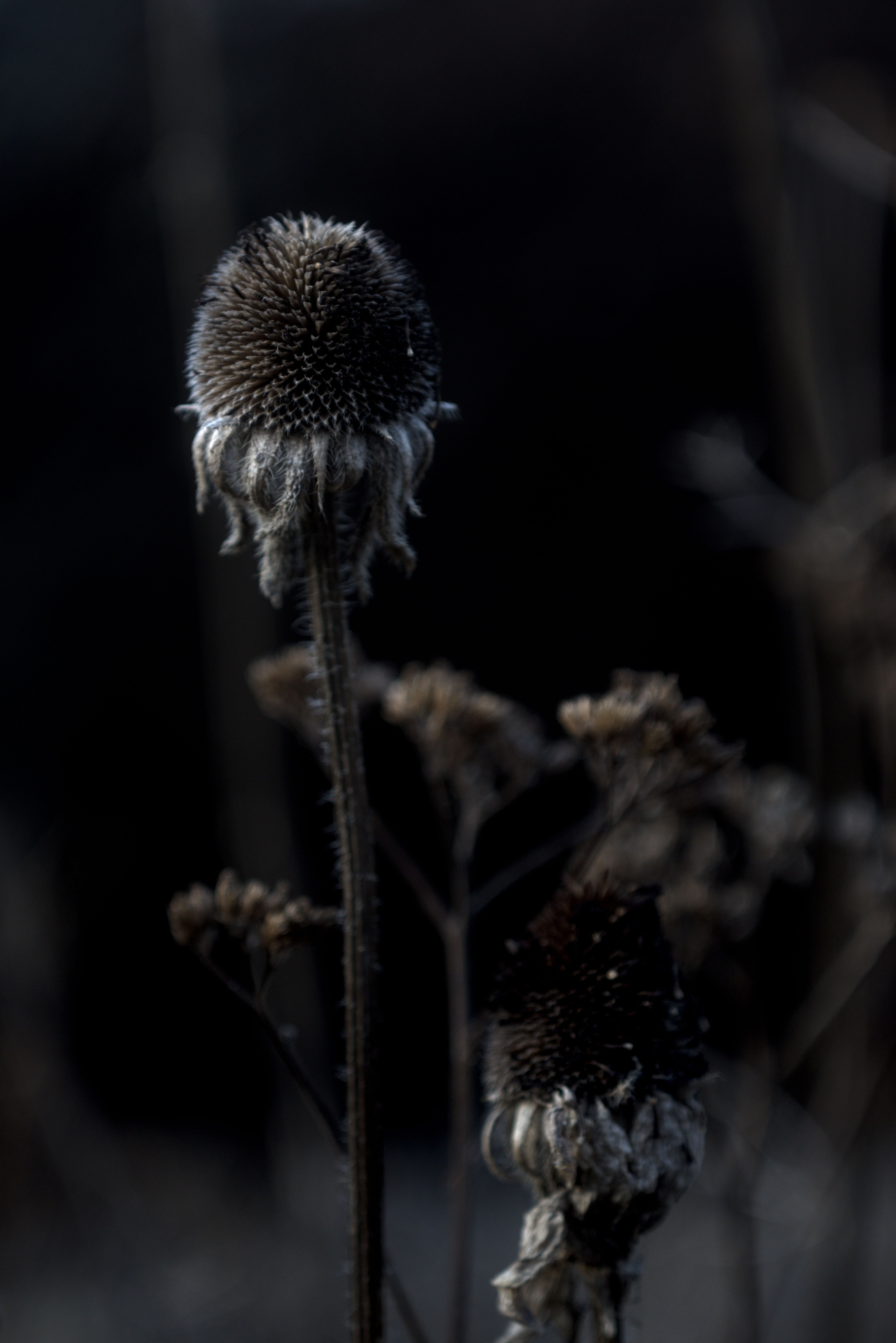 dead flower in late winter, close up